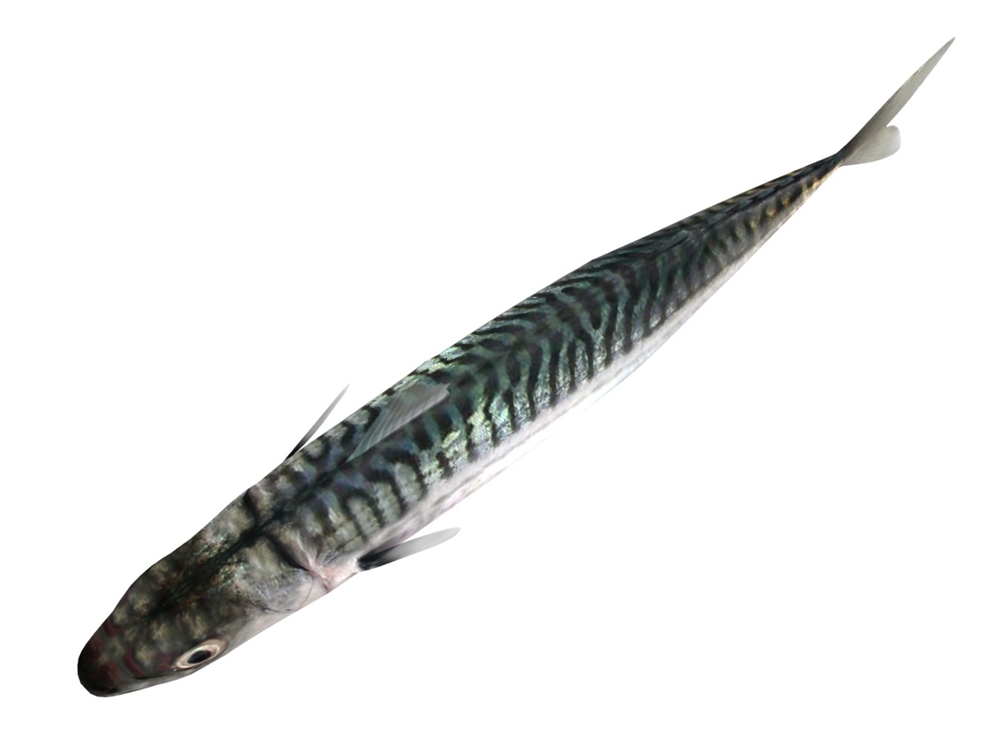 3d fishing amberjack barracuda https://p.turbosquid.com/ts-thumb/yO/RtHaiD/YHYGevss/mackerel_r4/jpg/1385170775/1920x1080/fit_q87/9b0be42644f7ffa0f6a5360d9bf6ba4006ebf321/mackerel_r4.jpg