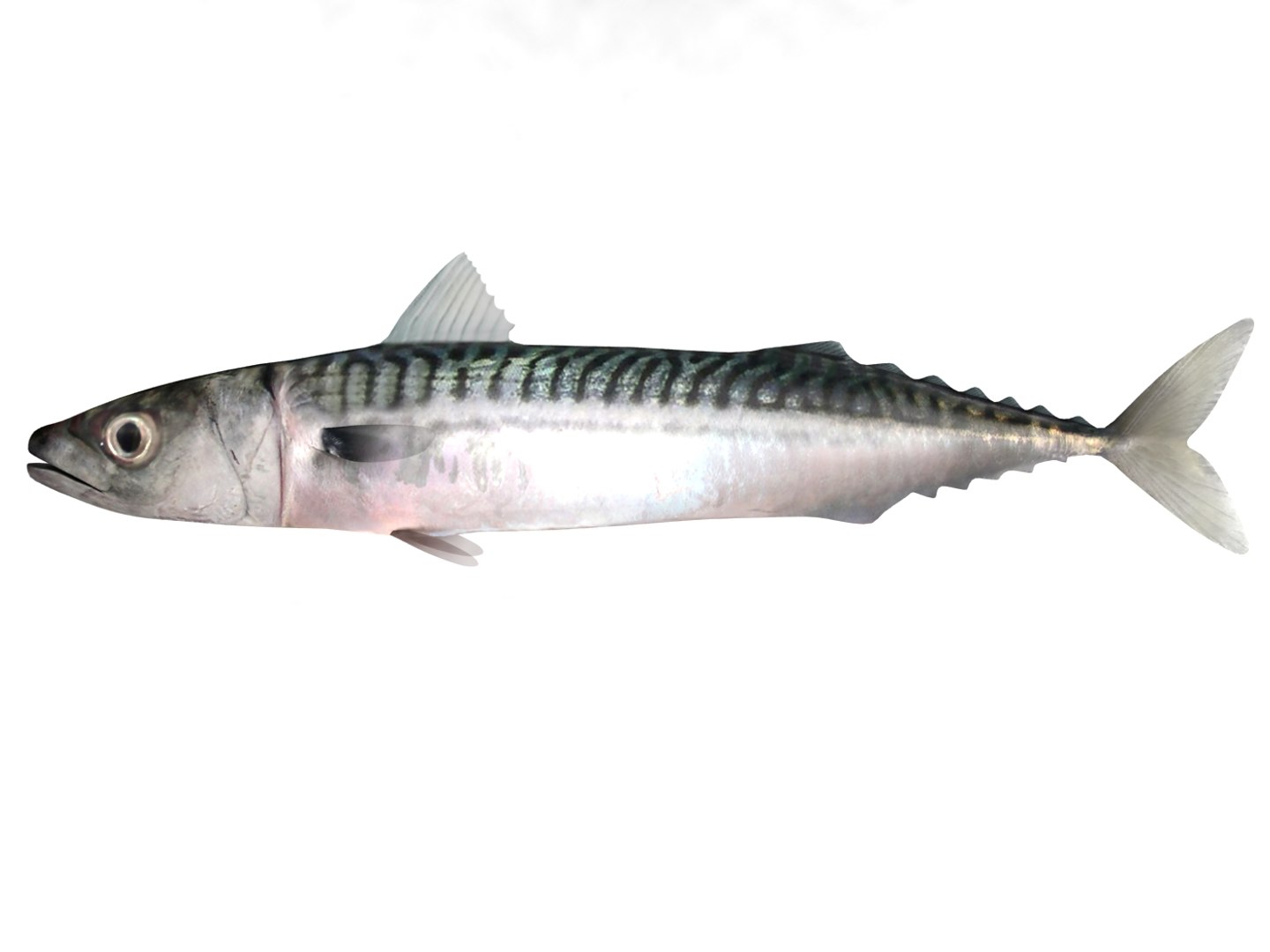 3d fishing amberjack barracuda https://p.turbosquid.com/ts-thumb/yO/RtHaiD/Yo7Q1mtb/mackerel_r2/jpg/1385170775/1920x1080/fit_q87/6c5411aa8c96b361509bb67732b8f5be86c2eace/mackerel_r2.jpg