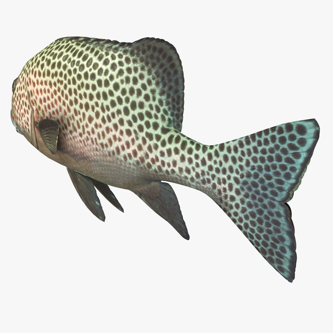 3d fishing amberjack barracuda https://p.turbosquid.com/ts-thumb/yO/RtHaiD/bHCHRcWp/grouperr3/jpg/1385170774/1920x1080/fit_q87/4c176c307f7bcc4f5e03022f4412453f8f9e571b/grouperr3.jpg
