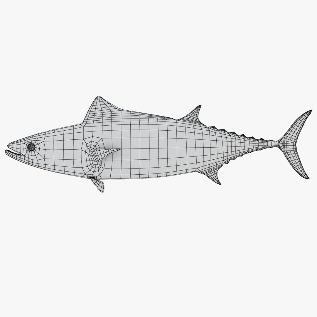 3d fishing amberjack barracuda https://p.turbosquid.com/ts-thumb/yO/RtHaiD/c9gr09gH/bonitor1w/jpg/1385170773/1920x1080/fit_q87/8482010cb3c08ed8a3145d2b164dec7bd91ad67a/bonitor1w.jpg