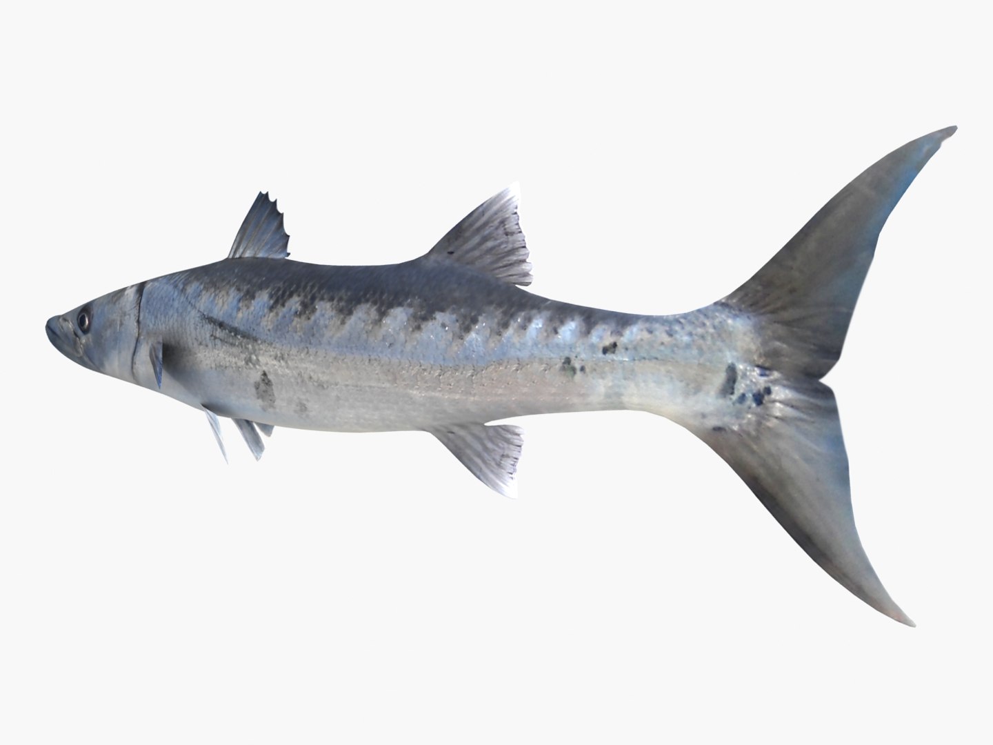 3d fishing amberjack barracuda https://p.turbosquid.com/ts-thumb/yO/RtHaiD/hBVlE6hR/barracuda_r3/jpg/1385170773/1920x1080/fit_q87/0c2dcbef5609555f066a95dcbc382ced00873512/barracuda_r3.jpg