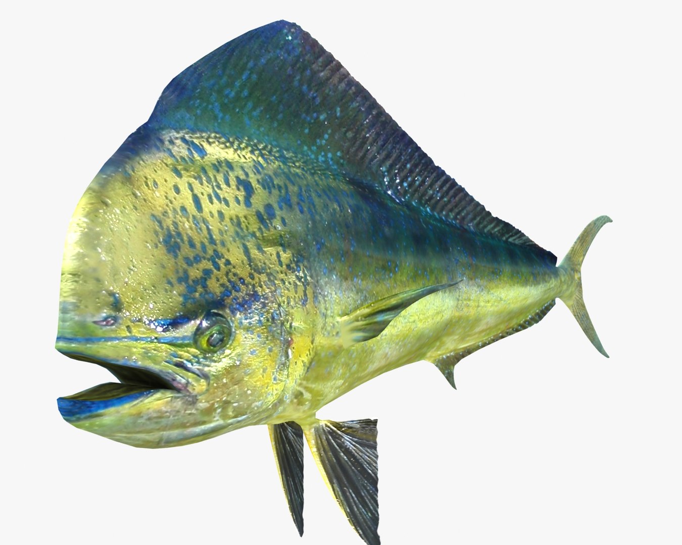 3d fishing amberjack barracuda https://p.turbosquid.com/ts-thumb/yO/RtHaiD/iWC3F7do/dorado_r2d/jpg/1385170773/1920x1080/fit_q87/99d7bc412bd02caea71fa560dc13cd015024f940/dorado_r2d.jpg