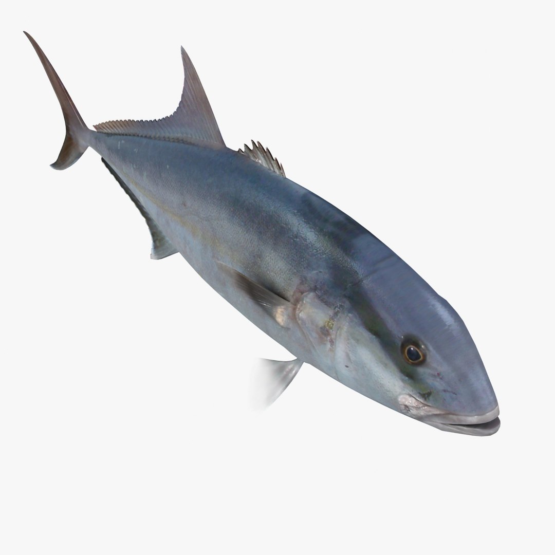 3d fishing amberjack barracuda https://p.turbosquid.com/ts-thumb/yO/RtHaiD/q1D2YrJh/amberjackr4/jpg/1385170773/1920x1080/fit_q87/1527111b46076ef079ef9f7a6f95406608ebd00c/amberjackr4.jpg