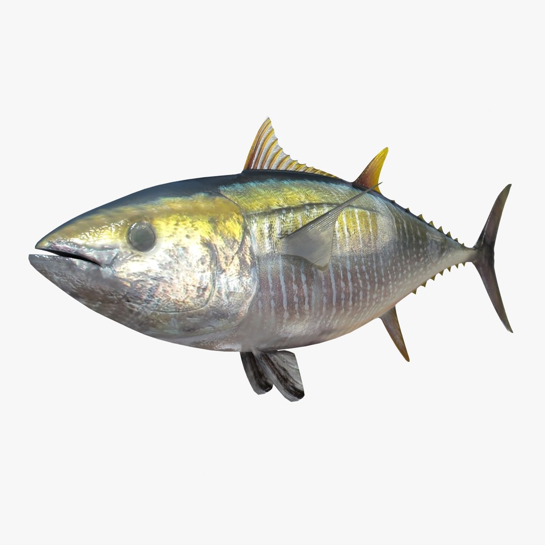 3d fishing amberjack barracuda https://p.turbosquid.com/ts-thumb/yO/RtHaiD/sWV5F4gk/yellowtunar2/jpg/1385170776/1920x1080/fit_q87/6f3ab59a8d919903ebd90f17d98d05386f8d3422/yellowtunar2.jpg