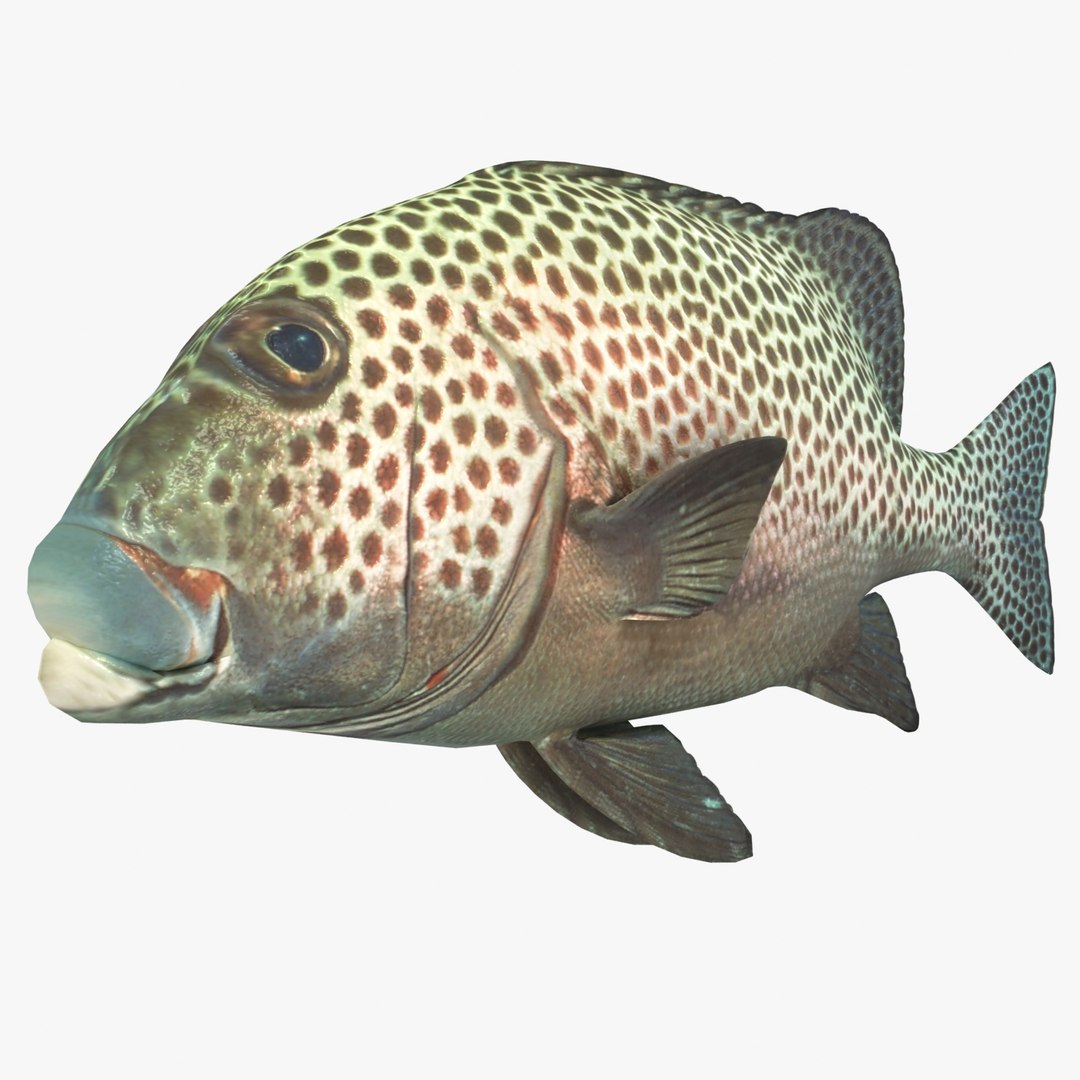 3d fishing amberjack barracuda https://p.turbosquid.com/ts-thumb/yO/RtHaiD/tGBF1WzO/grouperr2/jpg/1385170774/1920x1080/fit_q87/7a16ca059cd7c860386c2584942e2741158da3d3/grouperr2.jpg