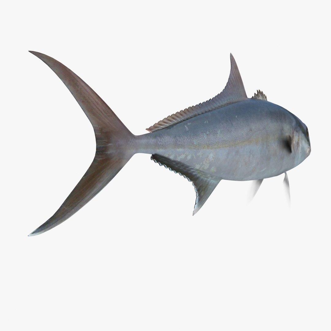 3d fishing amberjack barracuda https://p.turbosquid.com/ts-thumb/yO/RtHaiD/tHZ0eK8i/amberjackr3/jpg/1385170772/1920x1080/fit_q87/b0b8a70da823bcc7be8b50771caf144d62e84487/amberjackr3.jpg