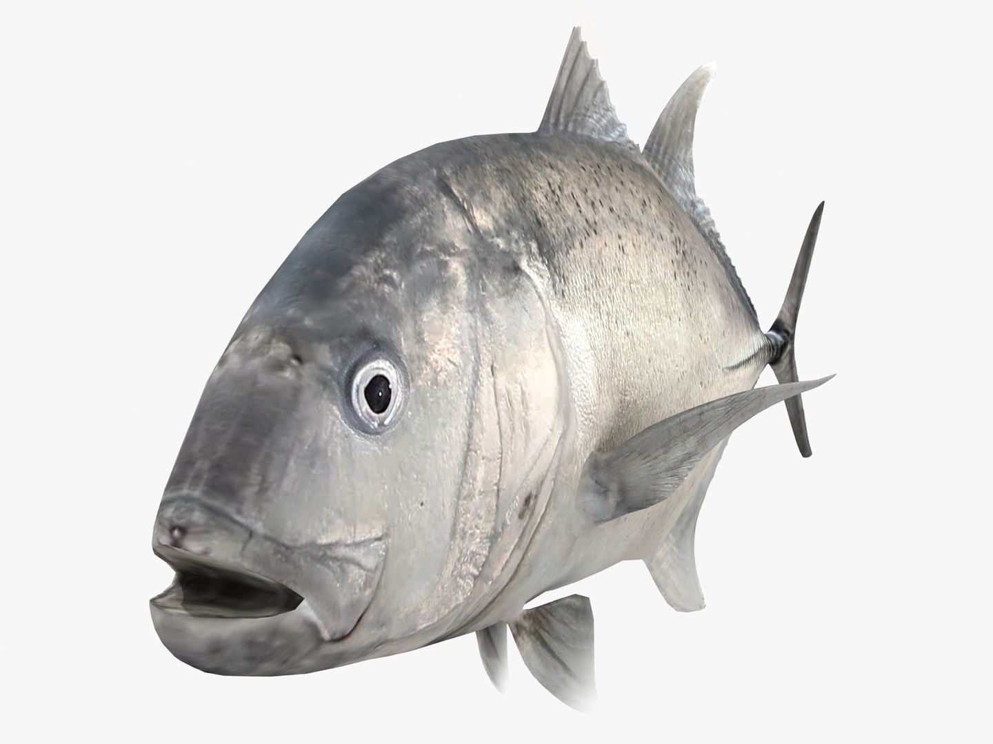 3d fishing amberjack barracuda https://p.turbosquid.com/ts-thumb/yO/RtHaiD/u75Vzp6F/gt_r2e/jpg/1385170774/1920x1080/fit_q87/9bddad09b94f69217e4704c65e0ecb0d502836c2/gt_r2e.jpg