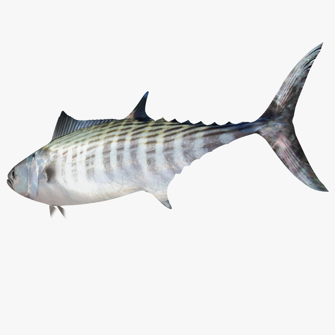 3d fishing amberjack barracuda https://p.turbosquid.com/ts-thumb/yO/RtHaiD/vnEjNIeV/bonitor2/jpg/1385170773/1920x1080/fit_q87/af1ea9918f317b4204178b4425eb5c2aac53de4d/bonitor2.jpg