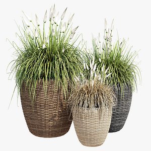 Powder grass 3D