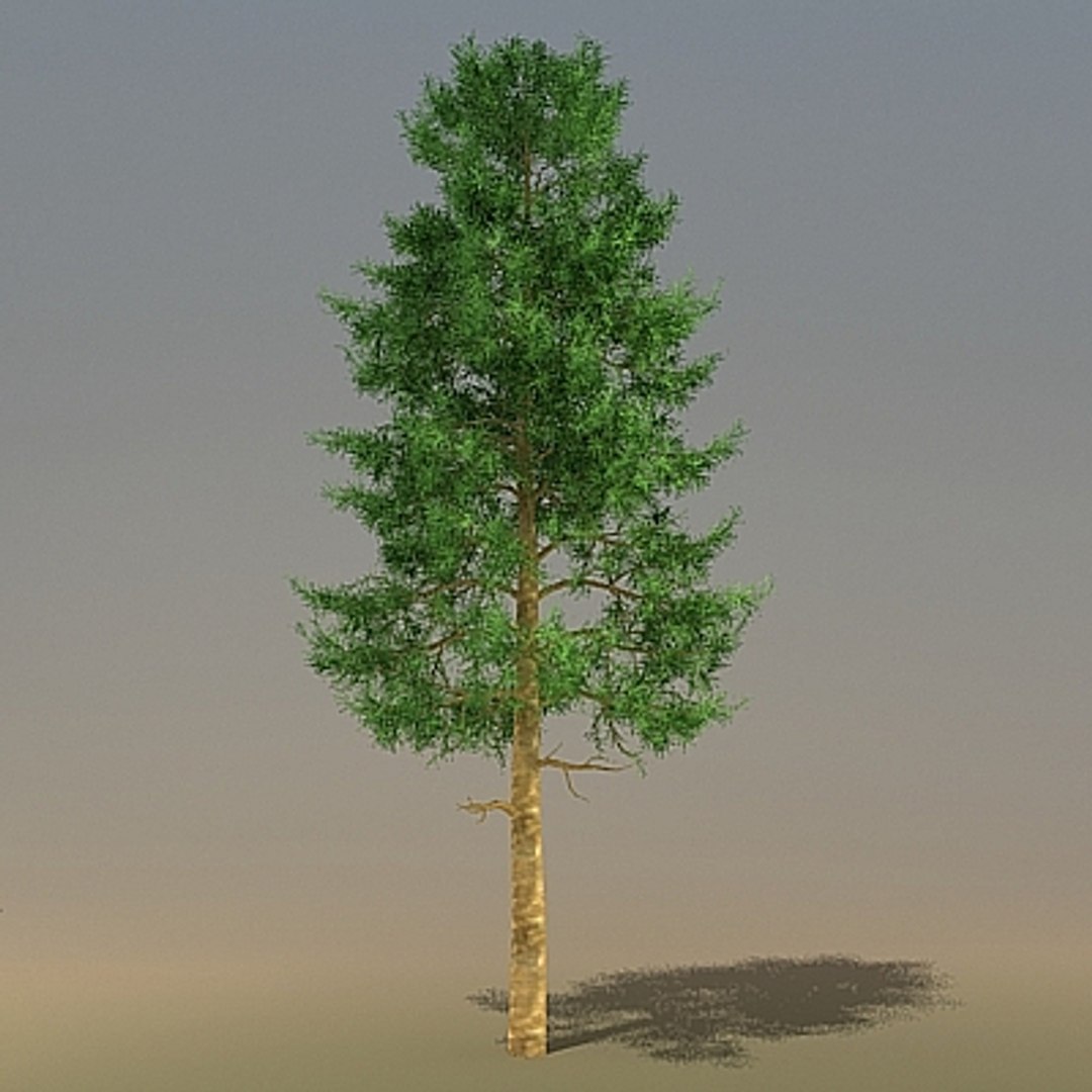 3ds Trees Pinus
