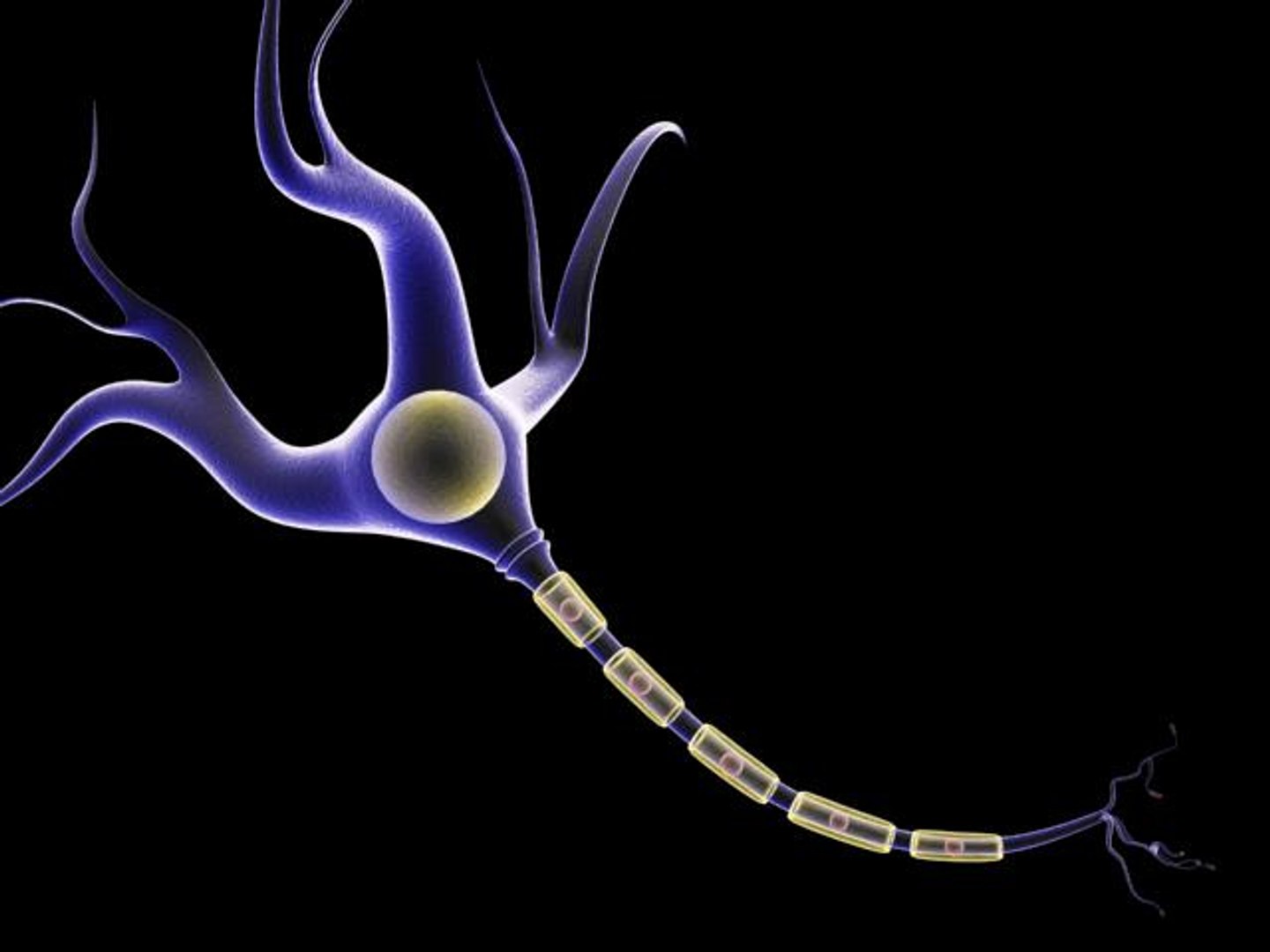 brain cell 3d obj https://p.turbosquid.com/ts-thumb/yP/WNssgD/5fujzgU9/1/jpg/1185231635/1920x1080/fit_q87/9321eca6966a8551cd8d6930b6cc7343e3027fc6/1.jpg