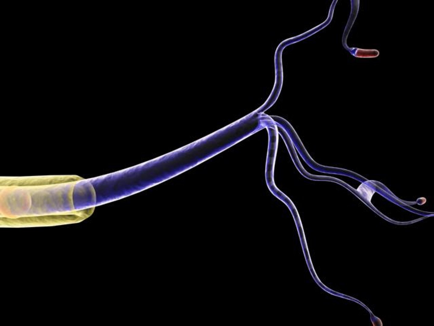 brain cell 3d obj https://p.turbosquid.com/ts-thumb/yP/WNssgD/bj8MywQx/2/jpg/1185231643/1920x1080/fit_q87/880b48febfe714292fa8eb29baa0d5033432ea31/2.jpg