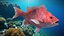 Campeche Red Snapper