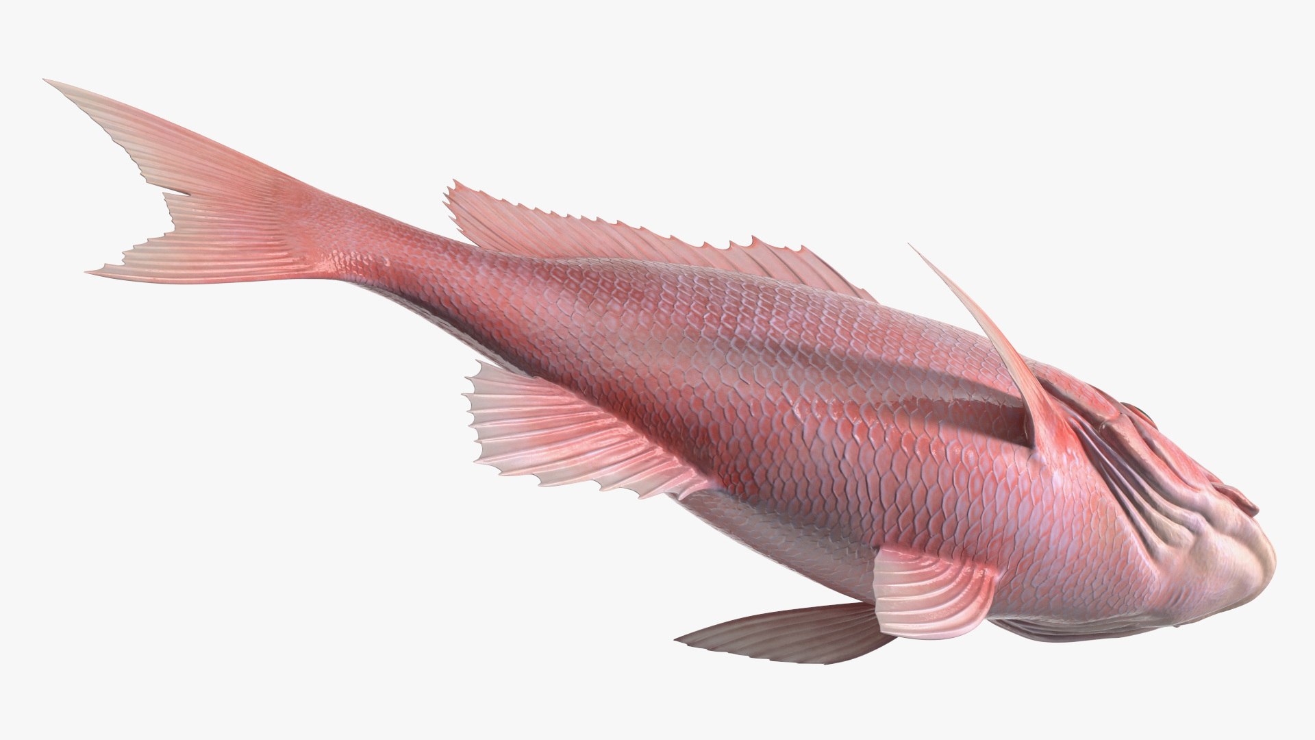 Campeche Red Snapper 3D model https://p.turbosquid.com/ts-thumb/yP/Yr942t/Ik/campeche_red_snapper_008/jpg/1763446455/1920x1080/fit_q87/1cecceca1cbaf5fd094d2374ae572f6a84ce0e6e/campeche_red_snapper_008.jpg