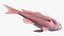 Campeche Red Snapper