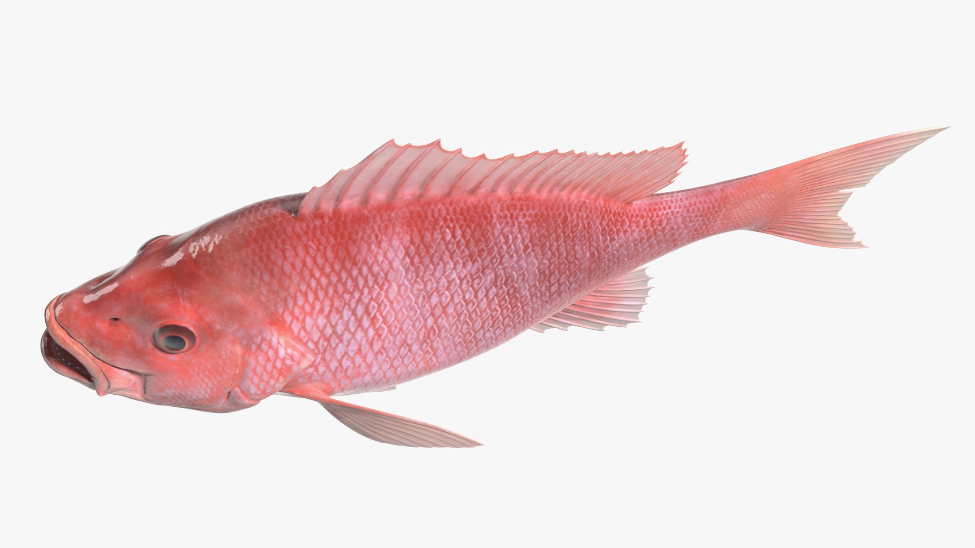 Campeche Red Snapper 3D model https://p.turbosquid.com/ts-thumb/yP/Yr942t/Tw/campeche_red_snapper_007/jpg/1763446453/1920x1080/fit_q87/07cc9caa56c64cd3bf33aeecebce54cafef30288/campeche_red_snapper_007.jpg
