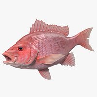 Campeche Red Snapper