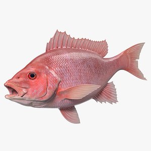 Campeche Red Snapper