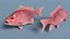 Campeche Red Snapper