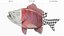 Campeche Red Snapper