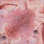 Campeche Red Snapper