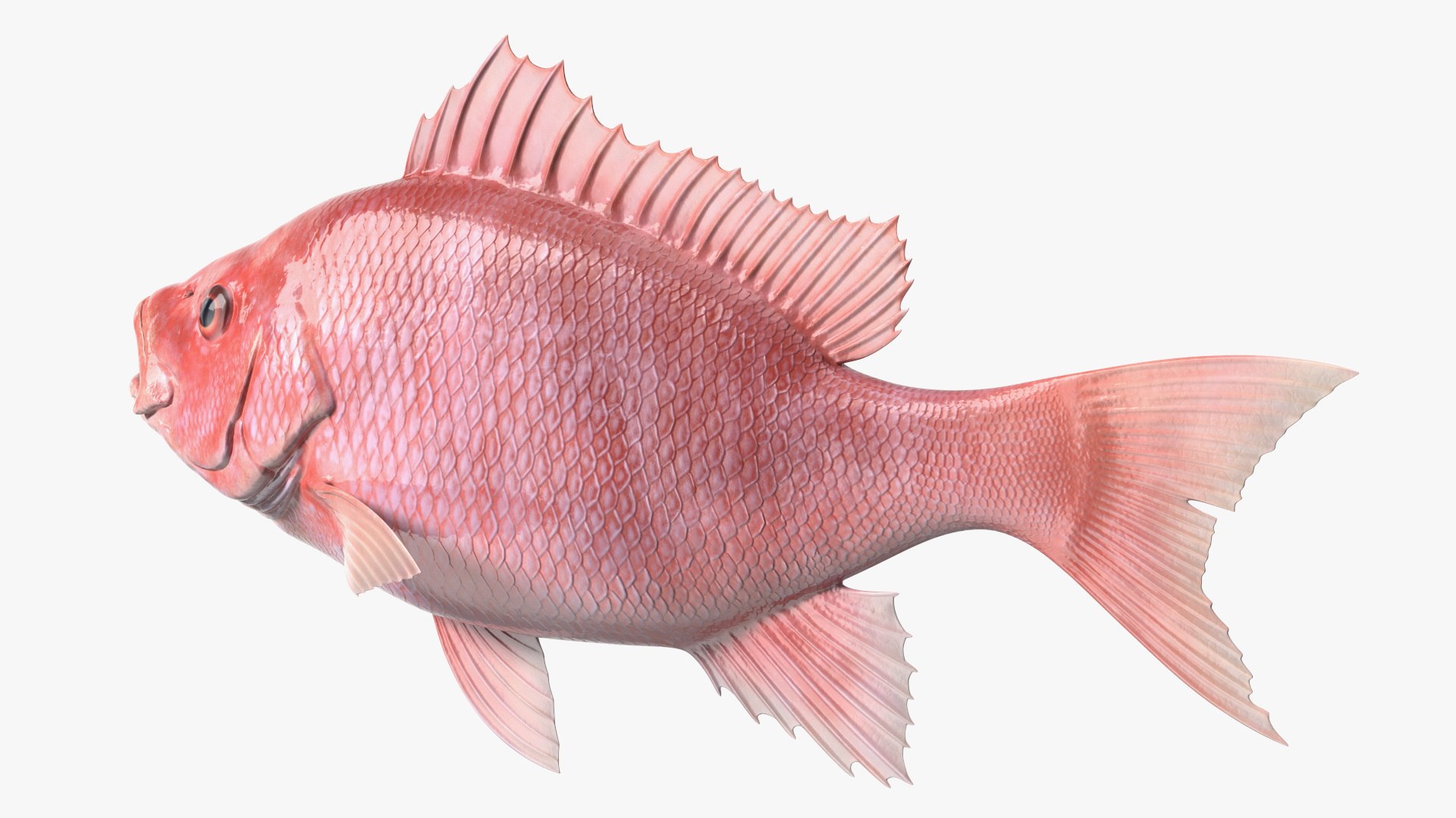 Campeche Red Snapper 3D model https://p.turbosquid.com/ts-thumb/yP/Yr942t/jb/campeche_red_snapper_005/jpg/1763446448/1920x1080/fit_q87/95c80c69817bdf752c44b1ef6f9cbe8579d19006/campeche_red_snapper_005.jpg