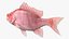 Campeche Red Snapper