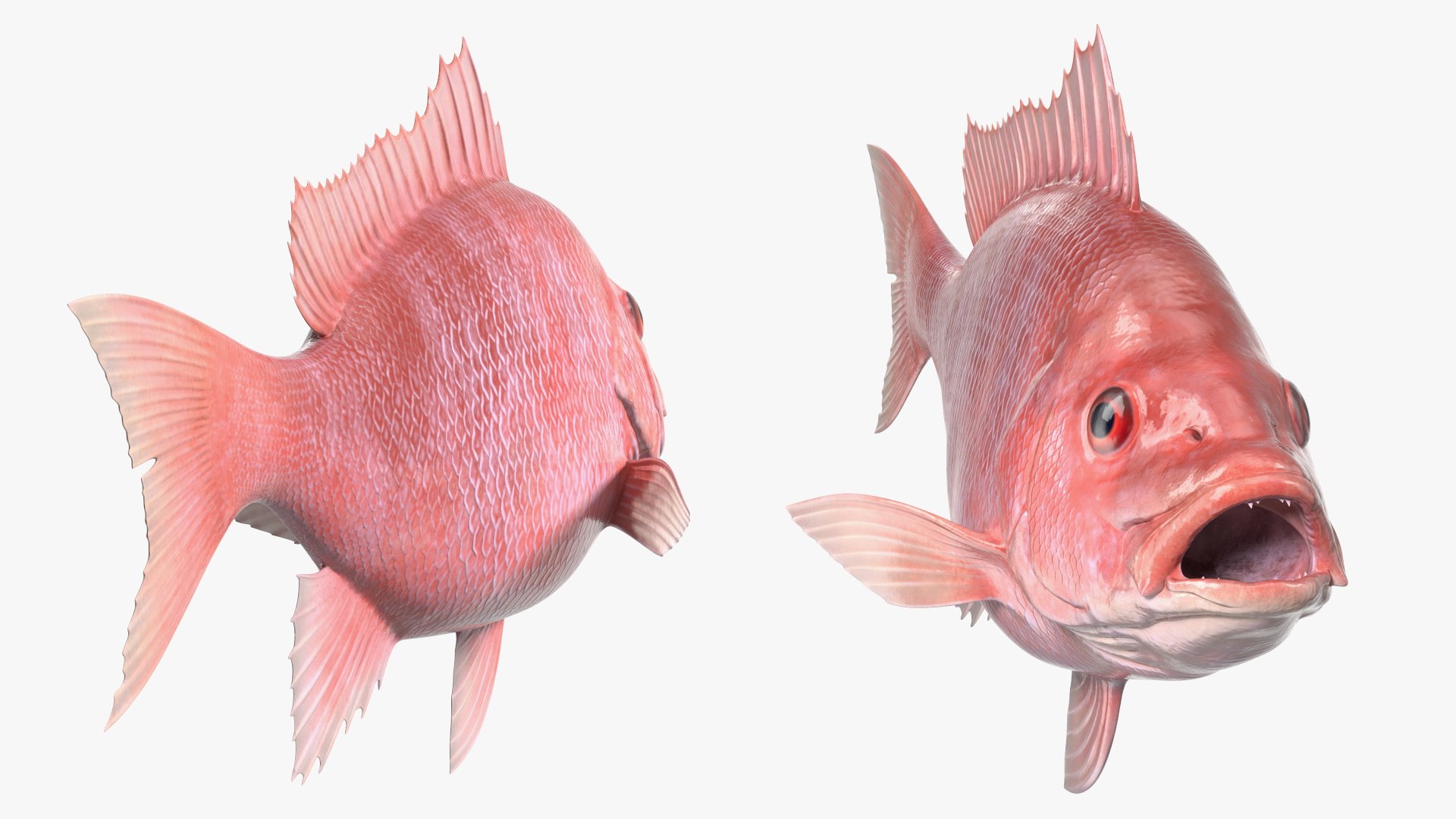 Campeche Red Snapper 3D model https://p.turbosquid.com/ts-thumb/yP/Yr942t/kA/campeche_red_snapper_006/jpg/1763446450/1920x1080/fit_q87/9a7cc4ed0101c6ee778d303ee09eeb052f3f7877/campeche_red_snapper_006.jpg