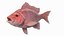 Campeche Red Snapper