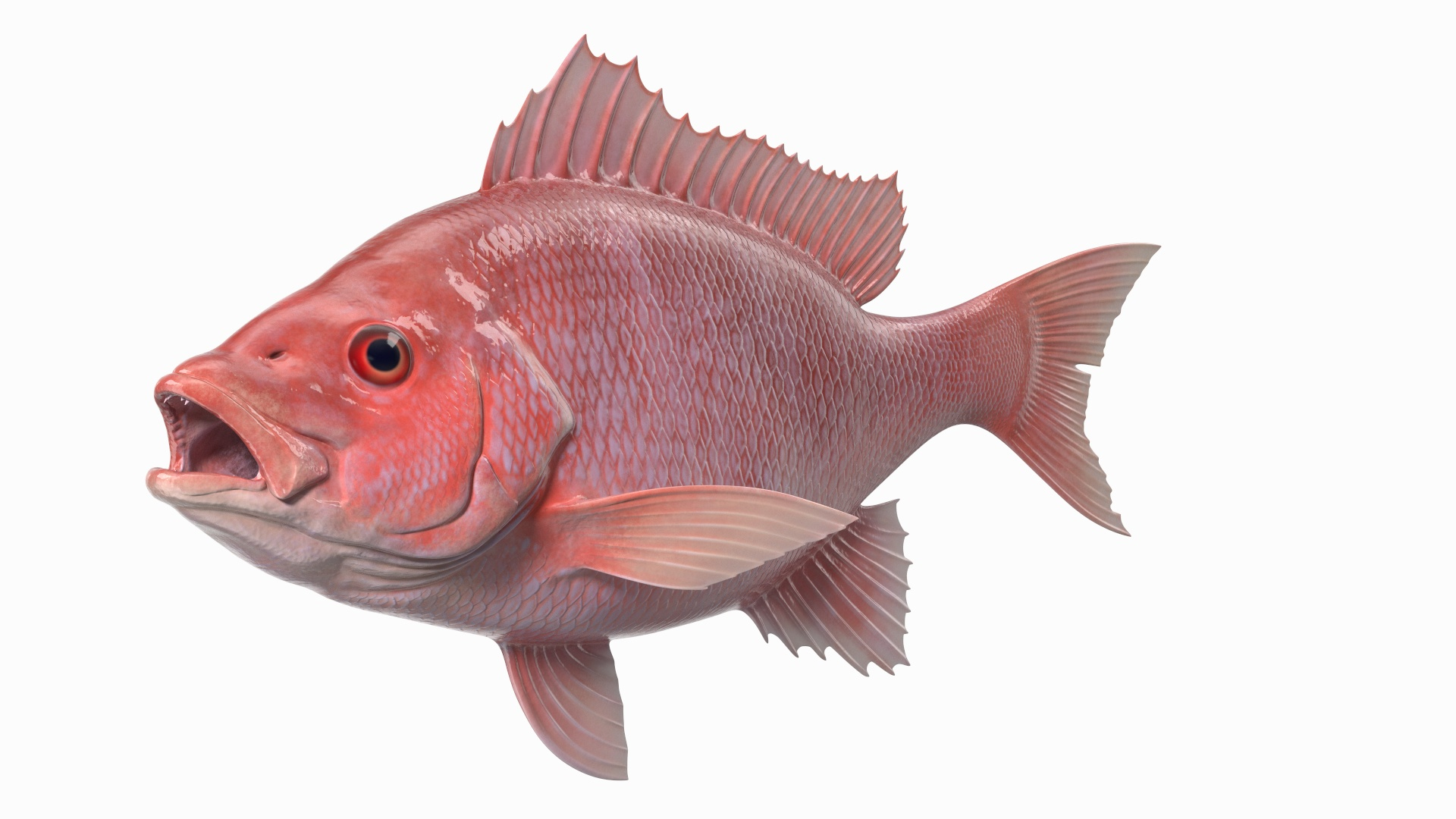 Campeche Red Snapper 3D model https://p.turbosquid.com/ts-thumb/yP/Yr942t/uV/campeche_red_snapper_360/jpg/1763446375/1920x1080/turn_fit_q99/0b0d14c0f9ec2e6cf03df8669d0fb28ed1e6c71e/campeche_red_snapper_360-1.jpg