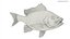 Campeche Red Snapper