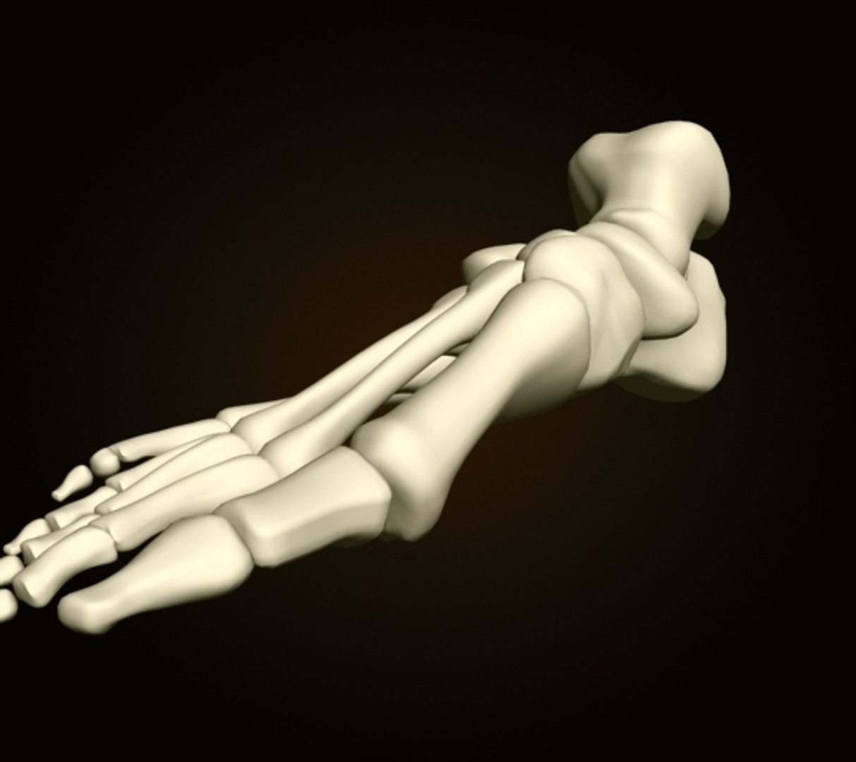 3ds foot bones https://p.turbosquid.com/ts-thumb/yP/dCAiX8/UbeWZKzD/foot_7/jpg/1261038269/1920x1080/fit_q87/bdeef21421c2e38b68a3962e31b1068d82dff893/foot_7.jpg