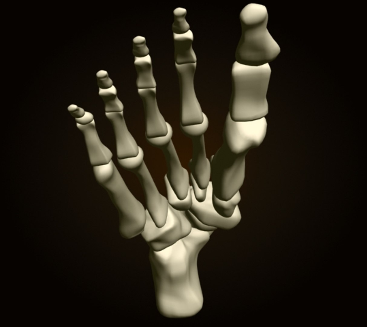 3ds foot bones https://p.turbosquid.com/ts-thumb/yP/dCAiX8/Xj791HVV/foot_4/jpg/1261038136/1920x1080/fit_q87/531e4b90779f3d74b879dff2bdee8ef348506135/foot_4.jpg