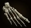 foot_bones