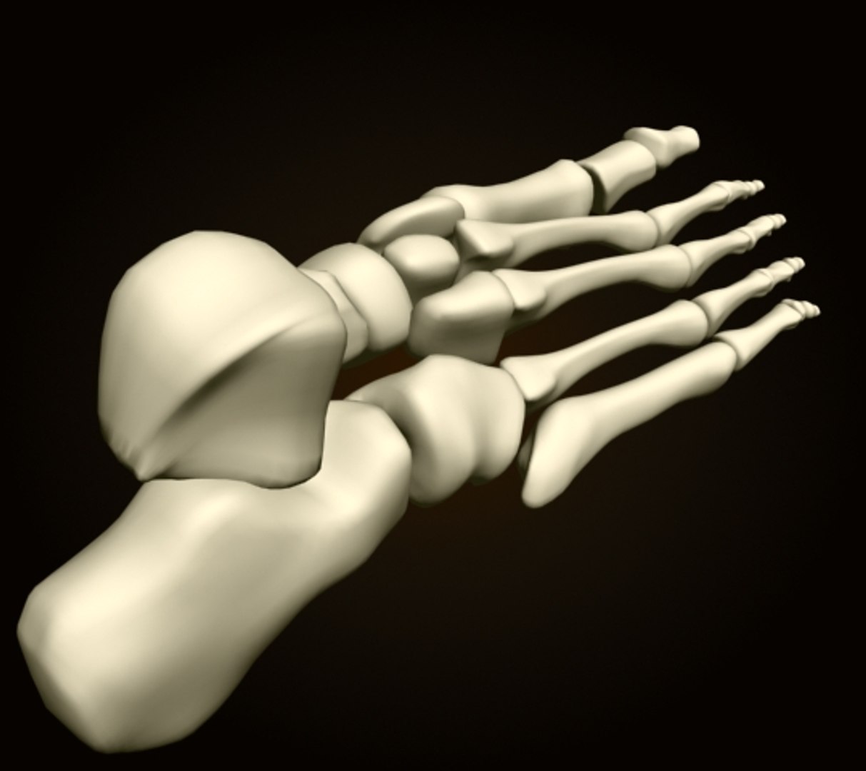 3ds foot bones https://p.turbosquid.com/ts-thumb/yP/dCAiX8/qXH2b9db/foot_3/jpg/1261038128/1920x1080/fit_q87/43672f4650c22085ecd74dc0c1cf59ad6b42fa61/foot_3.jpg