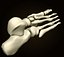 foot_bones