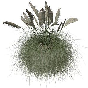 3D Pampas Grass - 03 -