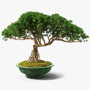 3D small bonsai pot