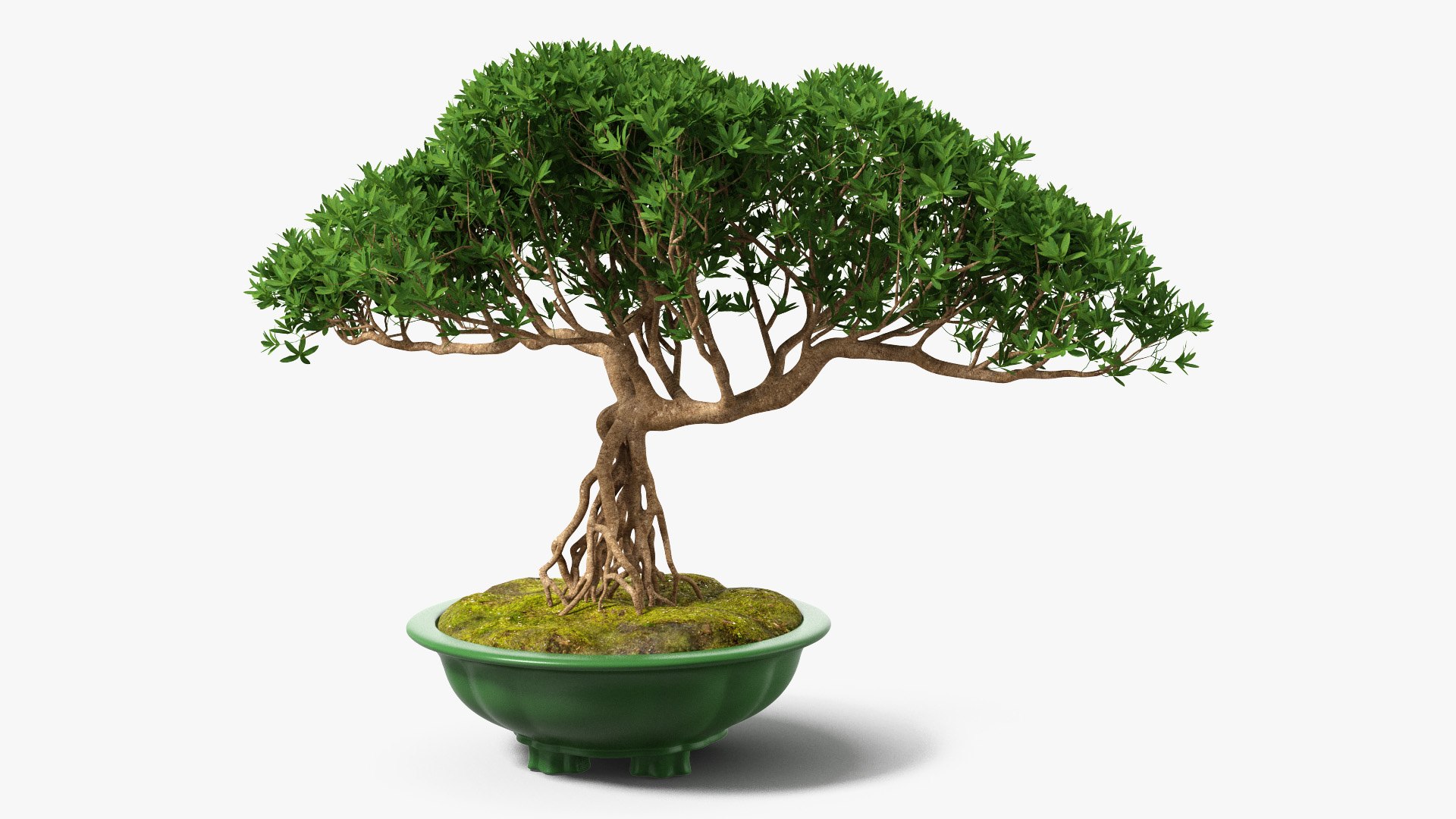 Small Bonsai in Pot 3D model preview
