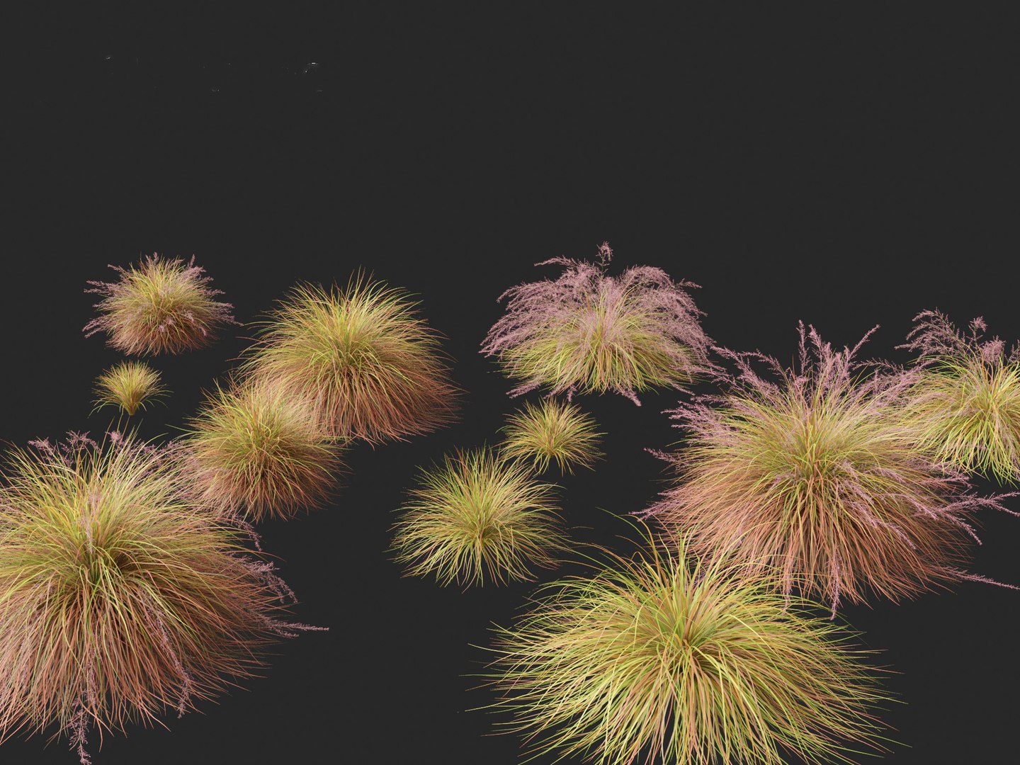 Anemanthele Lessoniana - New Zealand Wind Grass 01 3D - TurboSquid 2148850
