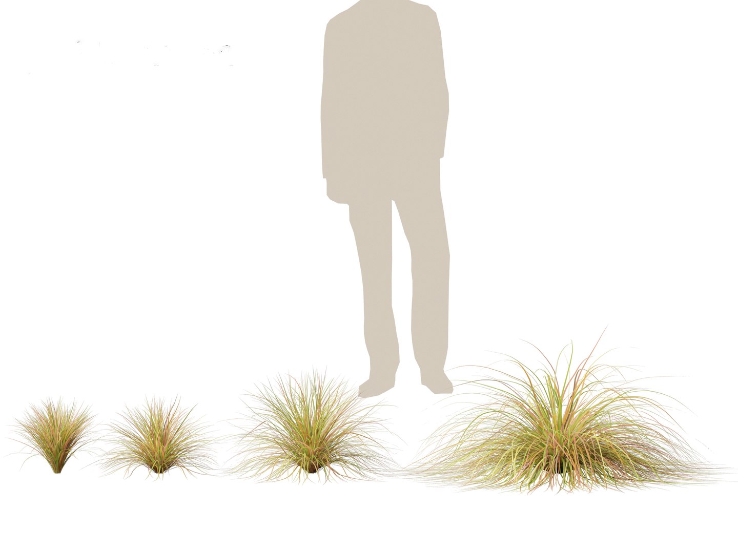 Anemanthele Lessoniana - New Zealand Wind Grass 01 3D - TurboSquid 2148850