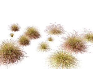 Anemanthele lessoniana - New zealand wind grass 01 3D