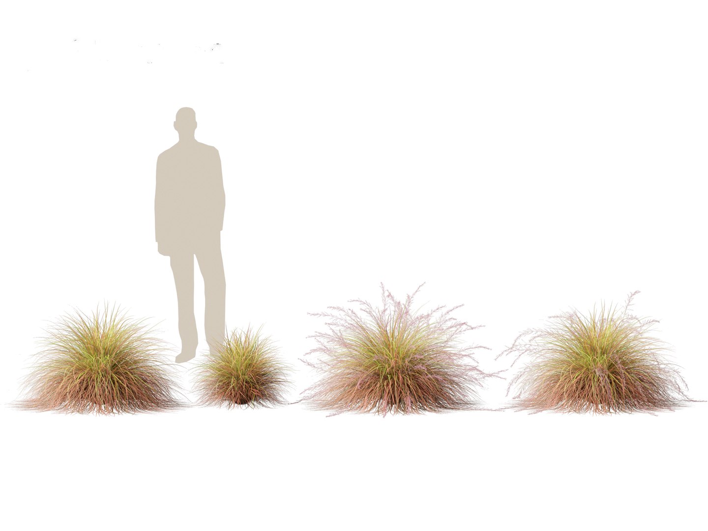 Anemanthele Lessoniana - New Zealand Wind Grass 01 3D - TurboSquid 2148850