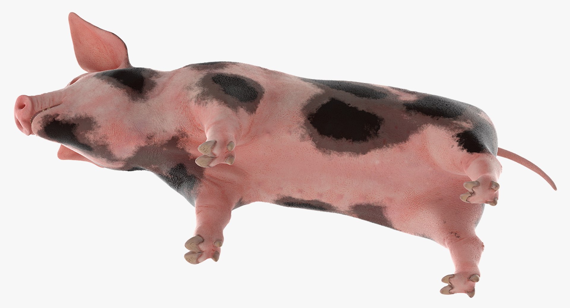 farm animals big model https://p.turbosquid.com/ts-thumb/yP/tiKYWL/JhZd0zOV/farmanimalsbigcollection3dmodel021/jpg/1549703905/1920x1080/fit_q87/307584e53ace90f090327244eab52e7f0bb6dbff/farmanimalsbigcollection3dmodel021.jpg