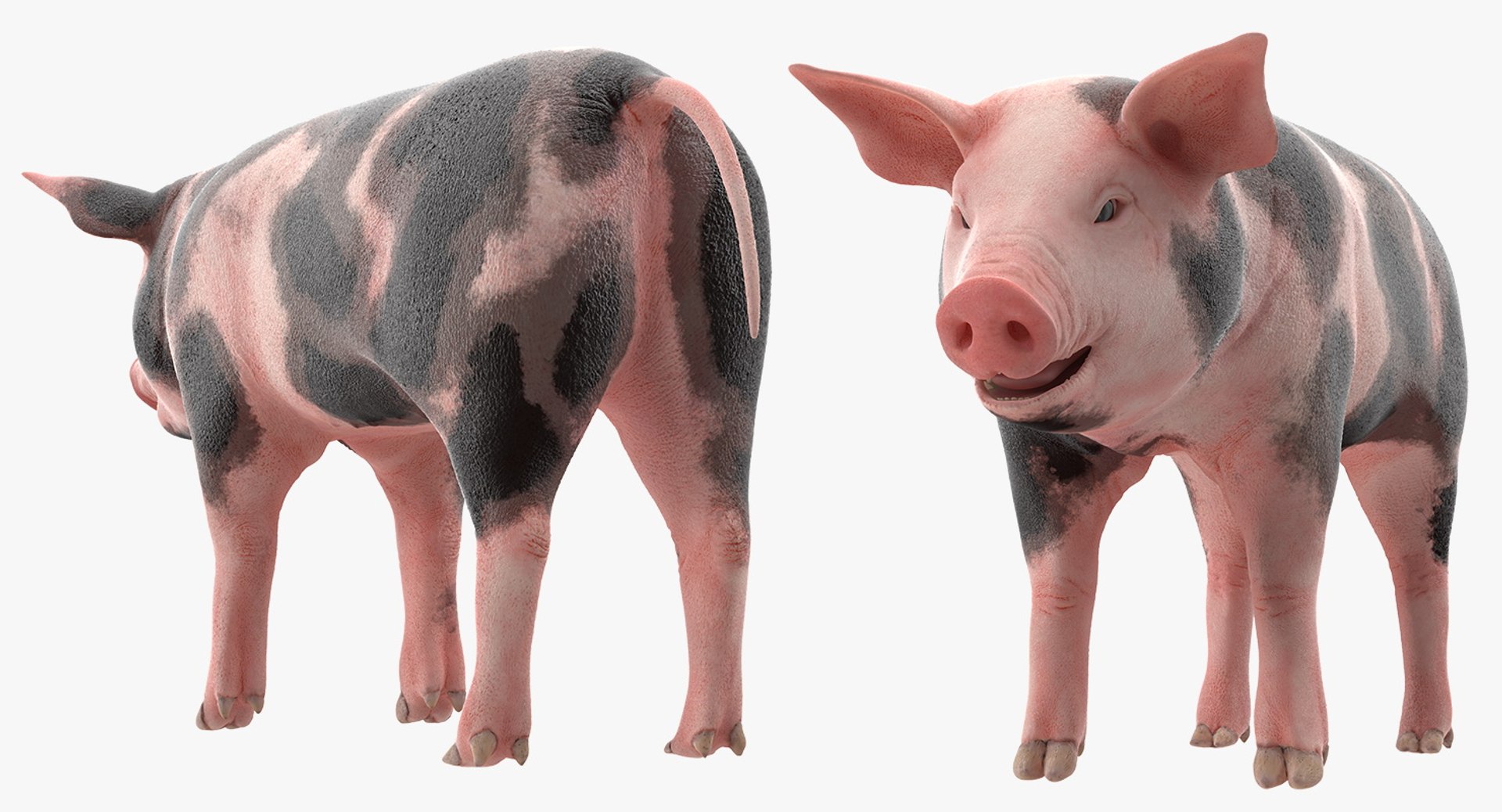 farm animals big model https://p.turbosquid.com/ts-thumb/yP/tiKYWL/LOwEPQ8p/farmanimalsbigcollection3dmodel019/jpg/1549703896/1920x1080/fit_q87/e6a97ee663ff021d95440bb83c7bdc3b73115228/farmanimalsbigcollection3dmodel019.jpg