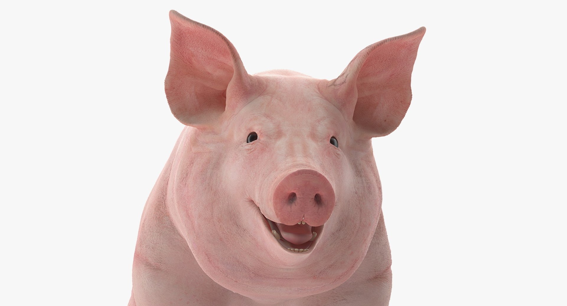 farm animals big model https://p.turbosquid.com/ts-thumb/yP/tiKYWL/UPqNCBnm/farmanimalsbigcollection3dmodel008/jpg/1549703846/1920x1080/fit_q87/f8c3ff4b90de4a69667a9a4989cda1a1c0b59ca1/farmanimalsbigcollection3dmodel008.jpg