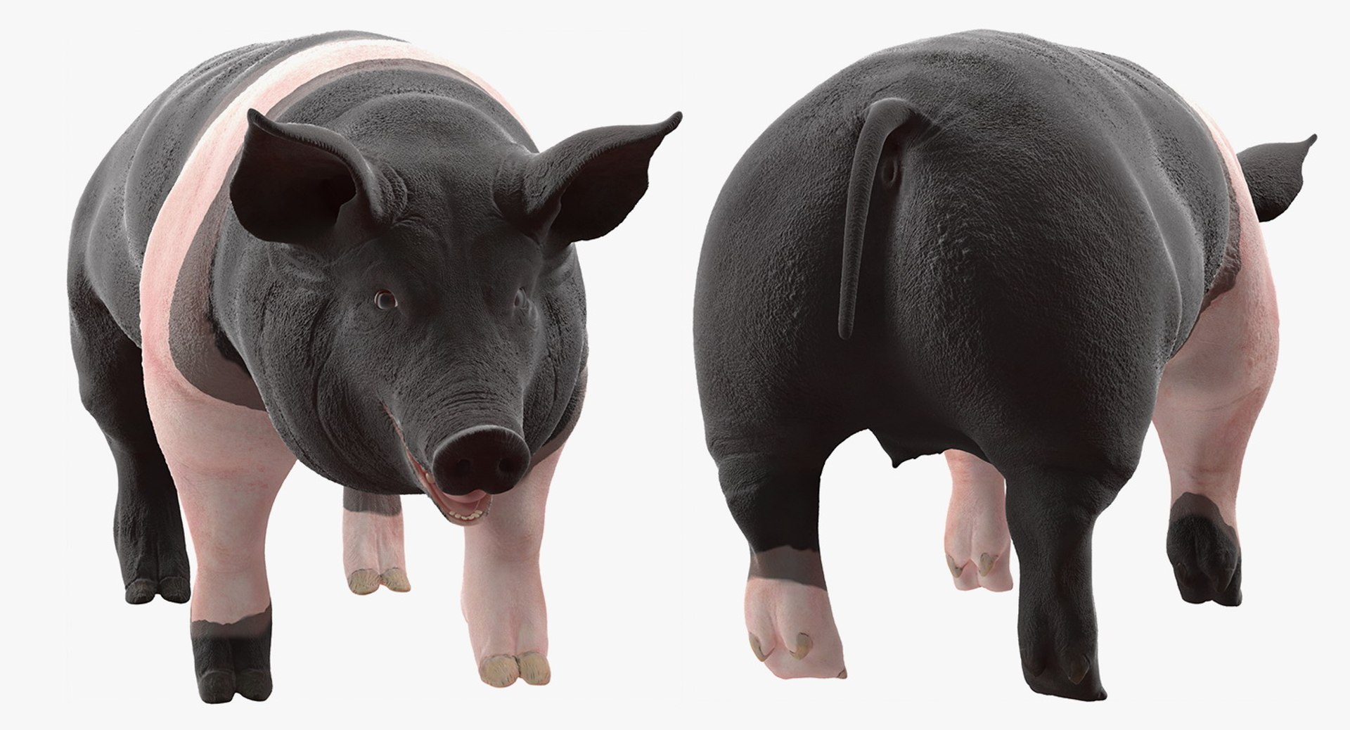 farm animals big model https://p.turbosquid.com/ts-thumb/yP/tiKYWL/VXlRi8No/farmanimalsbigcollection3dmodel024/jpg/1549703917/1920x1080/fit_q87/18b37bb628d9bbd68c1b2d62599b56114b83f036/farmanimalsbigcollection3dmodel024.jpg