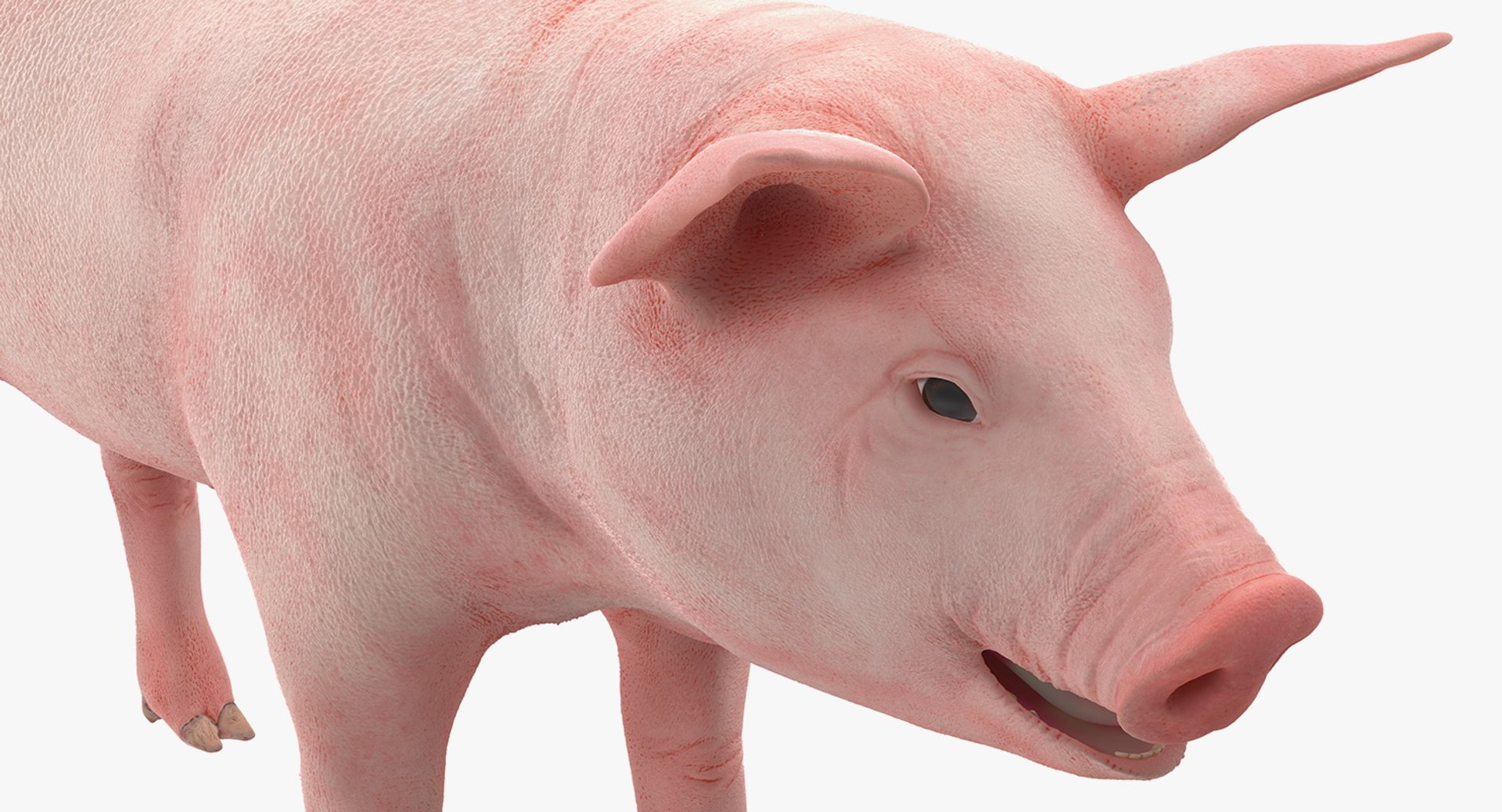 farm animals big model https://p.turbosquid.com/ts-thumb/yP/tiKYWL/W54HeTsA/farmanimalsbigcollection3dmodel014/jpg/1549703872/1920x1080/fit_q87/a4dc07d97773fa29aead99480b64e72974b0e2b1/farmanimalsbigcollection3dmodel014.jpg