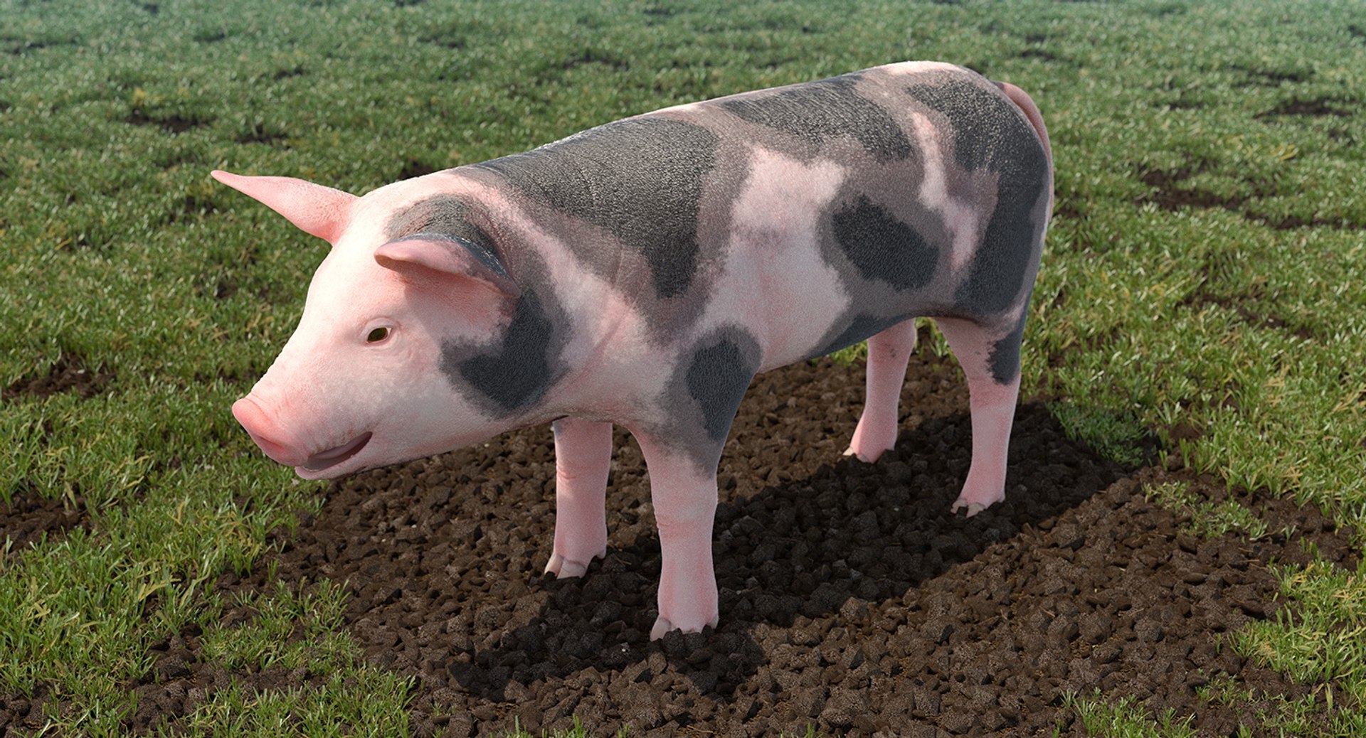 farm animals big model https://p.turbosquid.com/ts-thumb/yP/tiKYWL/qobnhctj/farmanimalsbigcollection3dmodel018/jpg/1549703891/1920x1080/fit_q87/e00b44ad49fd04e4f4ade5c3d127dd0faac6476b/farmanimalsbigcollection3dmodel018.jpg