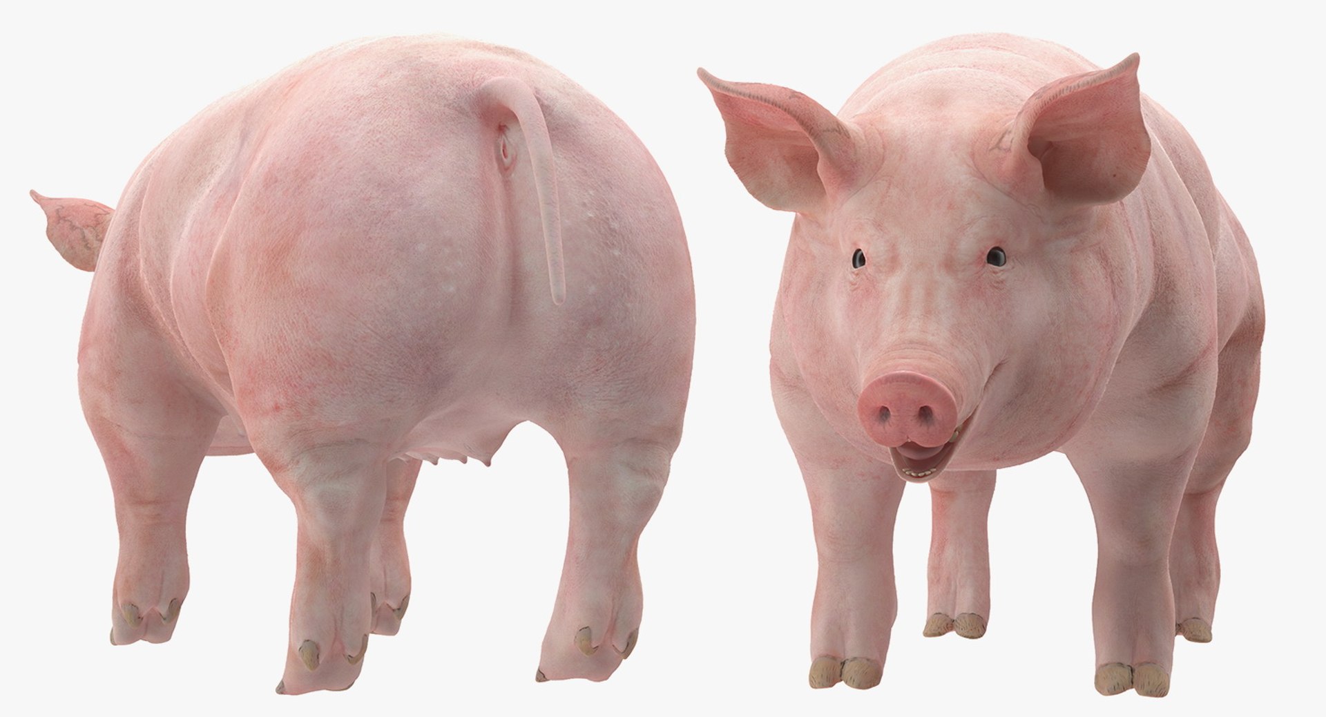 farm animals big model https://p.turbosquid.com/ts-thumb/yP/tiKYWL/rE7oCI2T/farmanimalsbigcollection3dmodel005/jpg/1549703835/1920x1080/fit_q87/0bc66d735dc6464eb24236c4425afa6eb562ce11/farmanimalsbigcollection3dmodel005.jpg